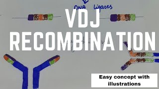 VDJ Recombination  Detail of Process  Crystal clear concept  UrduHindi [upl. by Macegan]