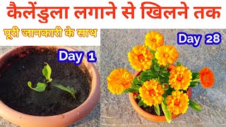 Calendula Flower plant Repoting to Flowering UpdateCalendula flower plant care tips [upl. by Nitaj]