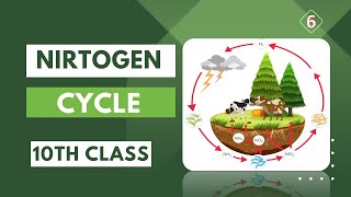 quotThe Nitrogen Cycle A Key Process in Ecosystem Balancequot  10th class [upl. by Manuel]