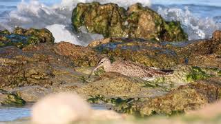 Chiurlo piccolo Whimbrel Numenius phaeopus [upl. by Nylsor616]