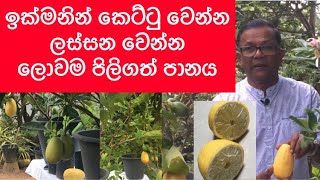 Lemon  නිරෝගි බව රැක ගන්න හොදම පානය  Ceylon Agri  Episode 45 [upl. by Kcirrez]