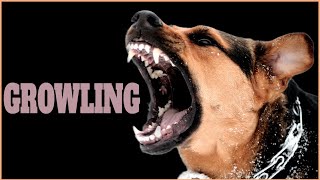 Growling Sound Effect That Make Dogs Go Crazy [upl. by Ytineres776]