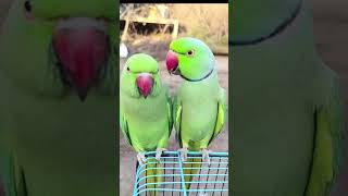 Parrots singing 😍 parrot parrotentertainment amazingtalkingparrot birds foryou [upl. by Bodkin]