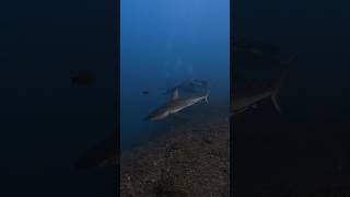 Galapagos shark amp manta ray together at the Boiler [upl. by Ailla]