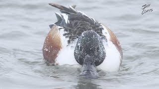 Northern Shoveler Duck Waterfowl Duck Hunting Pitboss Waterfowl [upl. by Airotcivairam]