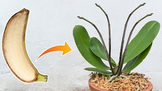 Do this with your orchid Roots and sprouts grow uncontrollably  Just use banana [upl. by Nima413]