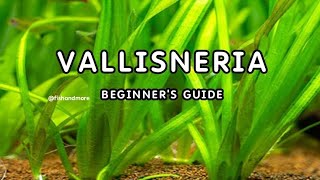 VALLISNERIA PLANT DETAILED GUIDE FOR BEGINNERS  EELGRASS  TAPEGRASS  JUNGLE VAL [upl. by Ahsinirt]