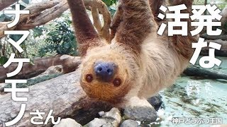 怠けてないナマケモノ【神戸どうぶつ王国】王国のナマケモノさんは活発ですっ♪ [upl. by Ueihtam]