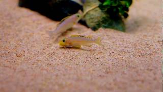 Xenotilapia quotpapilio sunflowerquot Chaitika WF spawning [upl. by Nesilla]