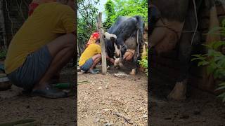 Big Holstein cow milking by handcow yeilding 30 littr milk [upl. by Zweig347]