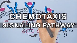 Chemotaxis  Signaling Pathway in Bacteria [upl. by Allys287]