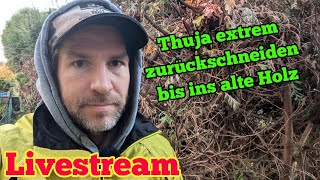 ThujaHecke extrem zurückschneiden Live [upl. by Ninnahc]