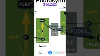 Photosynthesis  Z Scheme of Light Reaction shorts [upl. by Nannette]