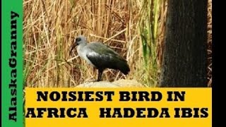 Loudest Bird In Africa Hadeda Ibis [upl. by Salomone]