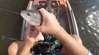 Fishing the Mangrove Canals in SW Florida Cape Coral Dec 2023 [upl. by Nessie]