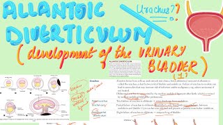 📯Allantoic Diverticulum Urachus  MBBS Embryology  USMLE Step 1 [upl. by Anaynek878]