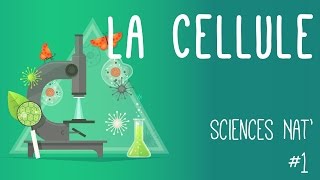 SVT Seconde  Le métabolisme des cellules  Partie 2 [upl. by Shreeves266]