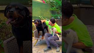 My HERO Dog Saved Cats Life 🥺❤️🐶 dogs doglover dog [upl. by Behka]