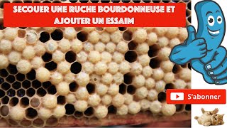 SECOUER UNE RUCHE BOURDONNEUSE ET Y ADJOINDRE UN ESSAIM [upl. by Osmund]