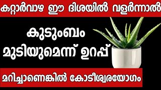 വീട്ടിൽ കറ്റാർവാഴ ഉള്ളവർ ഈ തെറ്റ് ചെയ്യല്ലേ കുടുംബം നശിക്കും Malayalam astrology  vastu [upl. by Ursas]