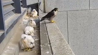 Peregrine Falcon Wonderful moments with baby Falcon [upl. by Kera]