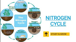 NITROGEN CYCLE  FIVE STAGES OF NITROGEN CYCLE IN HINDI  CBSE  RBSE [upl. by Sivet]