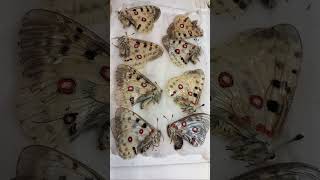 Колекція метеликів Parnassius Papilionidae Як збирати та зберігати рідкісних метеликів [upl. by Notnilc]