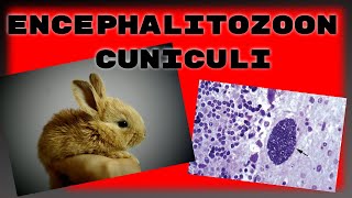 Encephalitozoon cuniculi in rabbits What you need to know about ecuniculi [upl. by Aisylla]