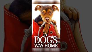 A dogs way home movie Scenes explained shorts [upl. by Acirehs]