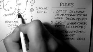 Horizontal Cells Vision 3 of 5 [upl. by Ardath]