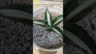 Agave Americana var mediopicta alba アガベ 華厳 [upl. by Rodney]