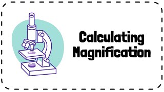 Calculating Magnification  GCSE Biology Revision [upl. by Anjela]