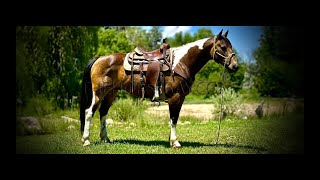 Sooty Buckskin Paint Quarter Horse Gelding For Sale  EnglishWesternJumpingRoping [upl. by Knudson]