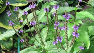 Health benefits of Vervain plant [upl. by Burner]