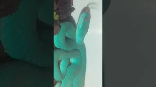 Trimeresurus Insularis blue🩵 trimeresurusinsularis blueinsularis pitviper shorts [upl. by Annahsed]