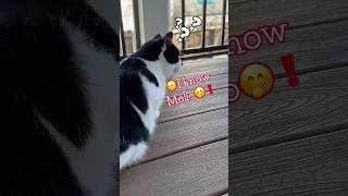 🐾Mello’s confused over Nisa’s hunting skills ￼😼🥰🪶 catlover cutecat funny [upl. by Rosanna]