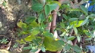 Anti Diabetic  GYMNEMA SYLVESTRE India [upl. by Sosthena]