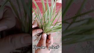 Spider plant propagation reuse plastic box subscribe [upl. by Ahsekyt]