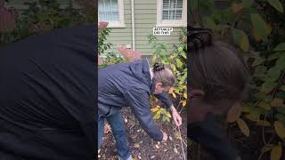 ✂️How To Prune Limelight And Other Panicle Hydrangeas To Go Up⬆️ [upl. by Aneg467]