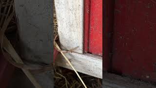 How red mites look like Red mite on the chicken coop Take actions if you see red mite [upl. by Darnoc]