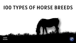 100 TYPES OF HORSE BREEDS [upl. by Rebah]