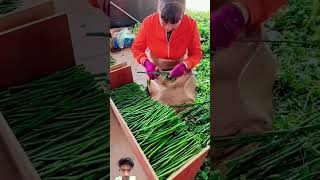 Thornless Rose Cutting As Root Stock For Rose Tree Grafting farming plants flowers [upl. by Terra754]