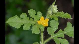 Citrullus colocynthis Cucurbitaceae [upl. by Ellette]