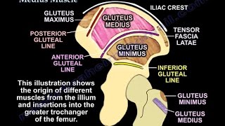 The Gluteus Medius Muscle  Everything You Need To Know  Dr Nabil Ebraheim [upl. by Eerized]