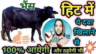 भैंस को हीट में कैसे लाएं हीट में लाने की दवाBuffalo ko Heat mein laane ki Medicine [upl. by Edith901]