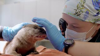 Otter Gets Birth Control Implant Surgery [upl. by Adni215]