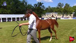 Bialka 2019  Yearling Fillies Championship Class 8 [upl. by Keldah]