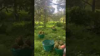 Durian Forest Fruits Short Farming sầuriêng [upl. by Stefanac]