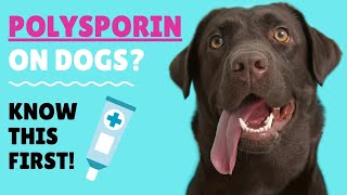 Polysporin on DOGS Healing Minor Cuts on Your Doggo [upl. by Eelinnej]