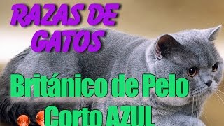 Gato Británico de Pelo Corto Azul  Informacion sobre las Razas de Gatos [upl. by Noach862]